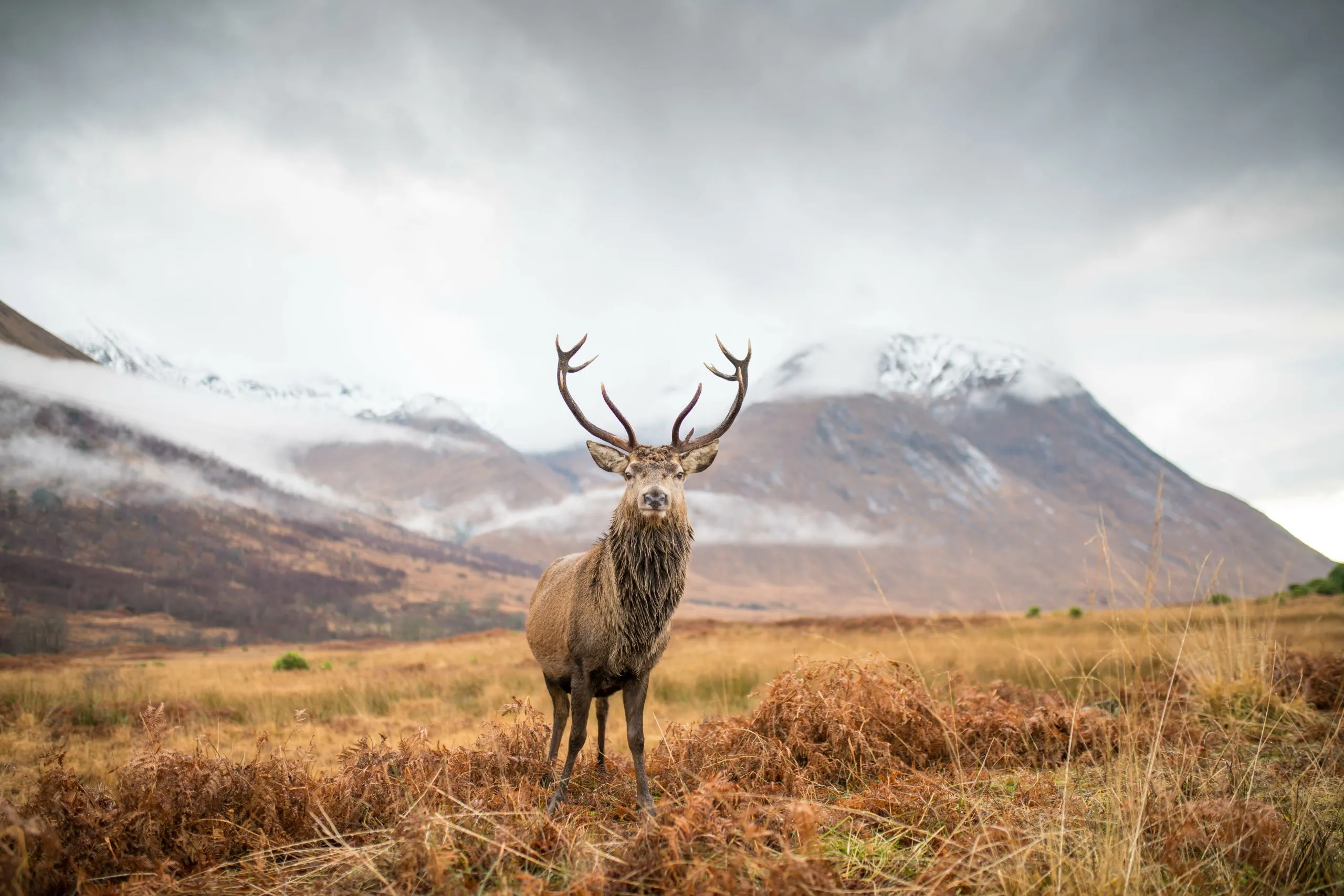 rentier schottland